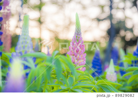 ルピナス 89829082