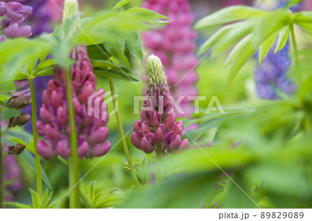 ルピナス 89829089