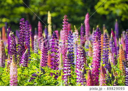 ルピナス ルピナス 89829093