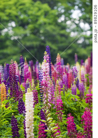 ルピナス 89829106