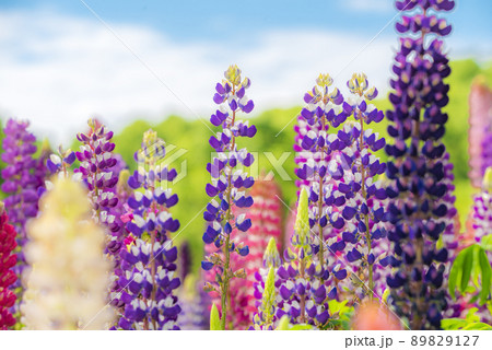 ルピナス ルピナス 89829127