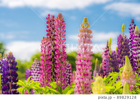 ルピナス 89829128