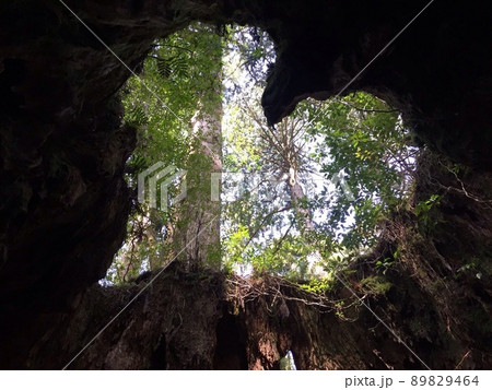 屋久島の観光スポットのウィルソン株のハート杉 89829464