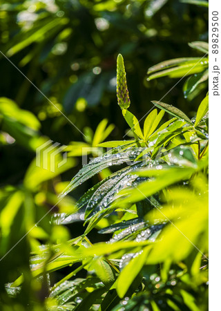 ルピナス 89829500