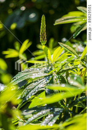 ルピナス 89829501