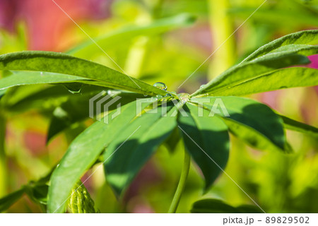 ルピナス 89829502