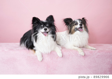 微笑む2匹のパピヨン 89829966