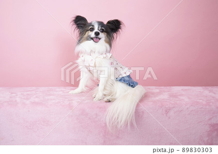 ピンクバックで微笑むパピヨンの夏彦 89830303