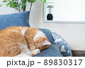 ソファで寝ている猫のいるリビングルーム 89830317