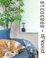 ソファで寝ている猫のいるリビングルーム 89830318