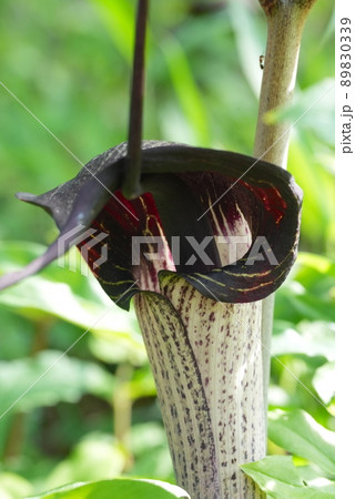 釣りしてる？ウラシマソウの花 89830339