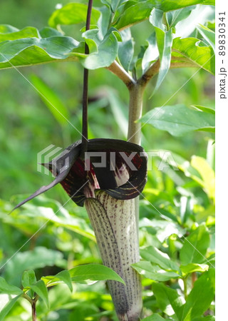 釣りしてる？ウラシマソウの花 89830341