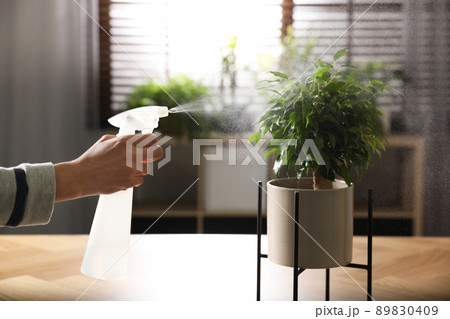 Woman spraying Ficus benjamina indoors, closeup. Home plant 89830409