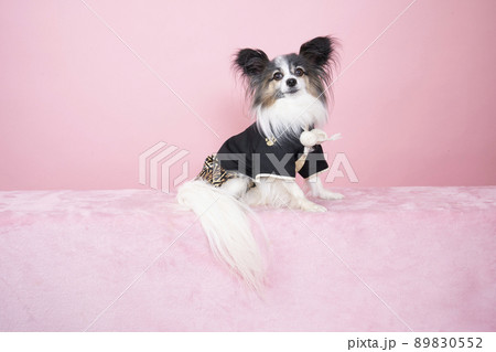 ピンクバックで羽織袴を着たパピヨンの夏彦 89830552