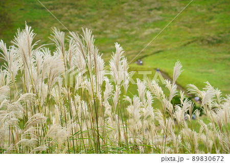 曾爾高原のススキ（奈良県宇陀郡曽爾村） 89830672