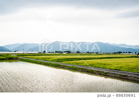 田植え後の田舎風景 松本市 田植え後の田舎風景 松本市 89830691