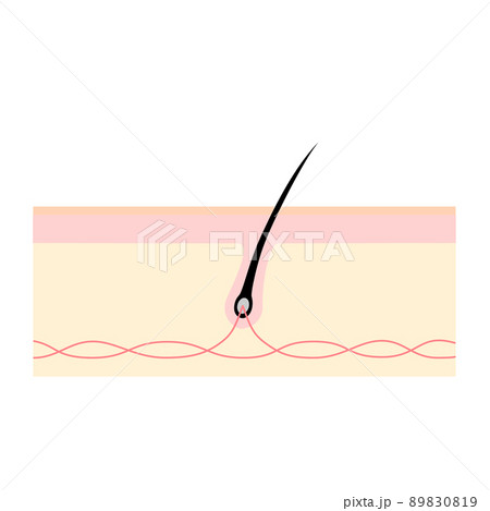 頭皮の断面図。健康な髪の毛のイメージイラスト。 89830819