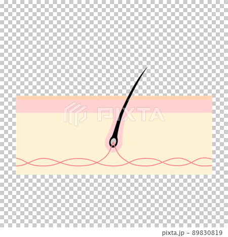 Cross section of the scalp. Image illustration of healthy hair. 89830819