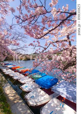 春の大池遊園の光景　和歌山県和歌山市 89830825