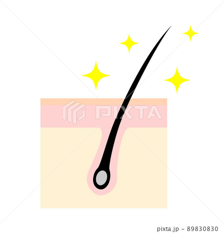 頭皮の断面図。健康な髪の毛のイメージイラスト。 89830830
