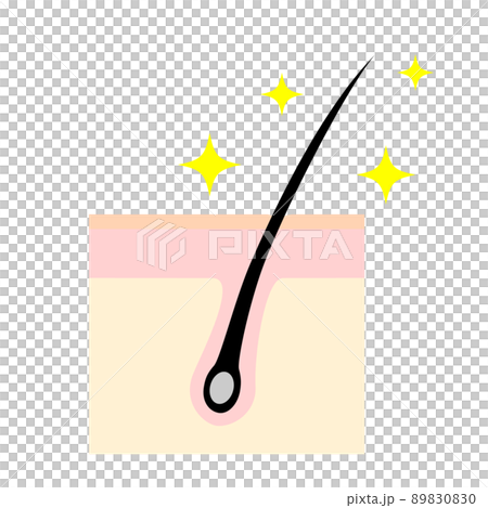 頭皮の断面図。健康な髪の毛のイメージイラスト。 89830830