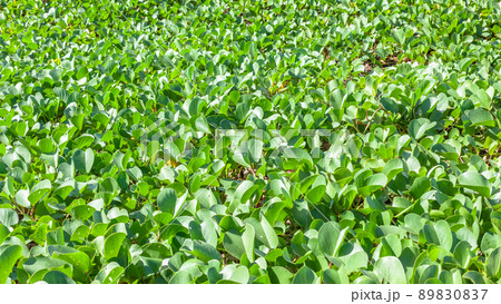 Beach Dunes Plants Nature 89830837