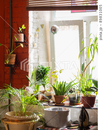 Green home houseplants on windowsill in real room interior with red walls 89831005