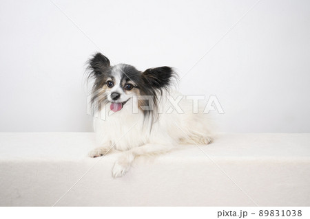 白バックで微笑むパピヨンの夏彦 89831038