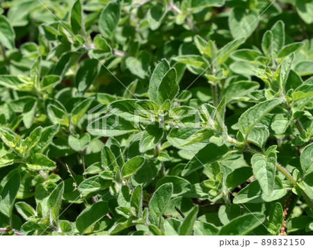 オレガノ オレガノ 89832150