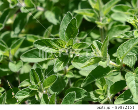 オレガノ オレガノ 89832151