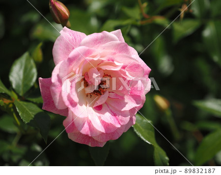 バラ「ブリリアントピンクアイスバーグ」 89832187