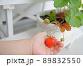 いちごを収穫する幼い子供の手 89832550