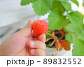 いちごを収穫する幼い子供の手 89832552