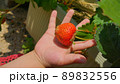 いちごを収穫する幼い子供の手 89832556