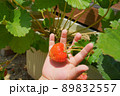 いちごを収穫する幼い子供の手 89832557