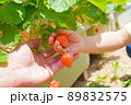 いちごを収穫する親子の手 89832575