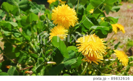 タンポポの花 タンポポの花 89832616