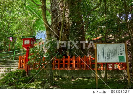 新田神社の大楠（薩摩川内市指定文化財） 89833527