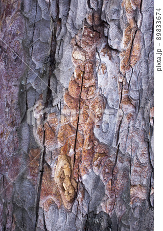 pine tree brown bark texture with green moss 89833674