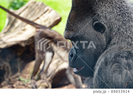 Silverback gorilla male ape monkey portrait close up face 89833914