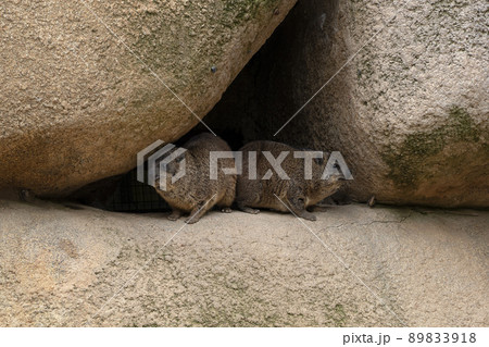 Procavia capensis africa outside cave rocks portrait 89833918