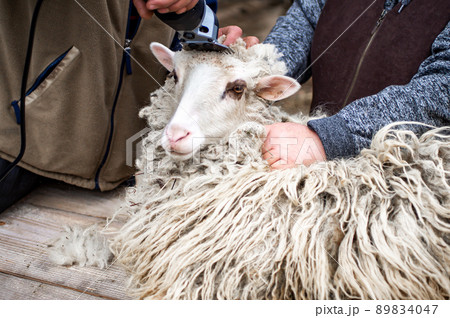 Shearing the wool of sheep. Close-up. farmer shearing the head of sheep with an electric machine Shearing the wool of sheep. Close-up. farmer shearing the head of sheep with an electric machine 89834047