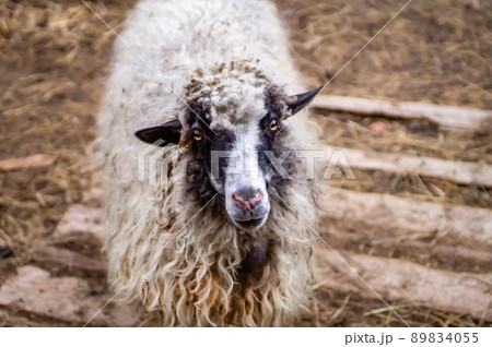 Mountain Carpathian sheep breed. Adult sheep, white with black wool, portrait. Long-haired fleece. Muzzle of sheep. 89834055