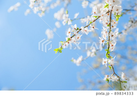 Springtime greeting card and copy space. Blooming spring trees close up. Springtime greeting card and copy space. Blooming spring trees close up. 89834333