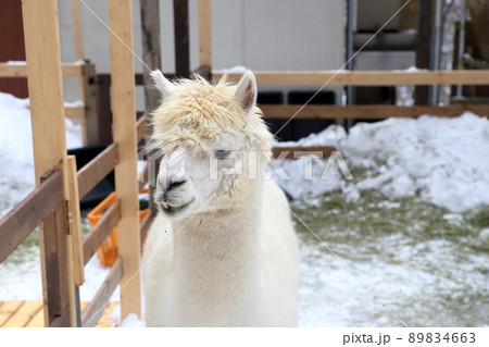 大人気の動物　アルパカ（横谷峡 アルパカ広場　長野県 茅野市） 89834663