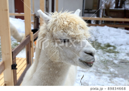 大人気の動物　アルパカ（横谷峡 アルパカ広場　長野県 茅野市） 89834668