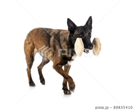 malinois in studio malinois in studio 89835410