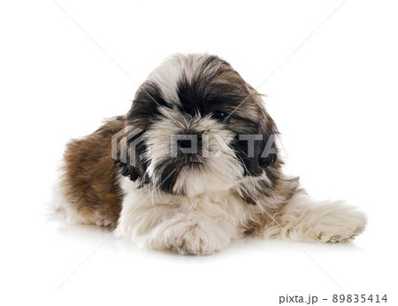 puppy Shih Tzu in studio puppy Shih Tzu in studio 89835414