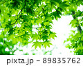 木漏れ日の青紅葉 89835762