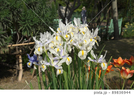 ダッチアイリス 89836944